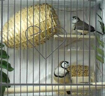 owls.jpg