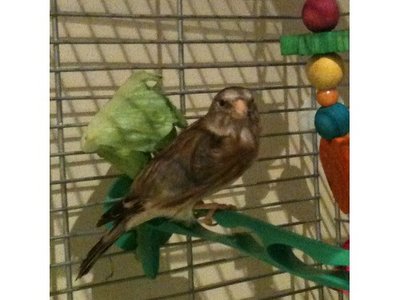 bird 001_small.jpg
