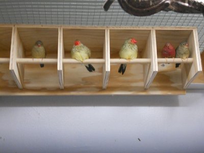 Sept 08, 2011  Privacy Perch 002.jpg