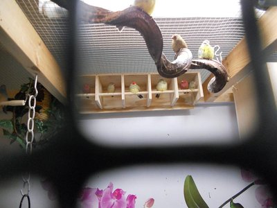 Sept 08, 2011  Privacy Perch 001.jpg