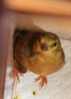 bird2.jpg