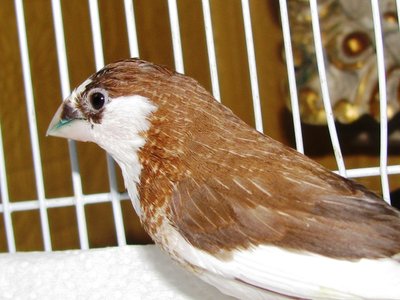 Side view of Nestle -- I really like her even patches of white