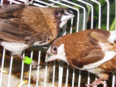 Nestle and Chip 2 Sm.jpg