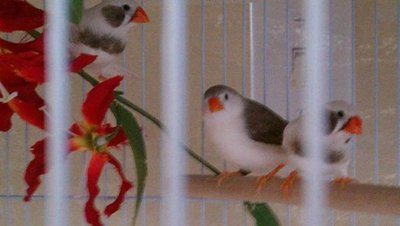 9-13 offspring BC CCFW with penguin female offspring.jpg