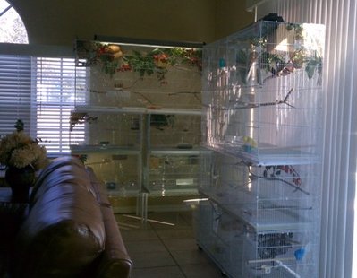 9-14 cage set up.jpg