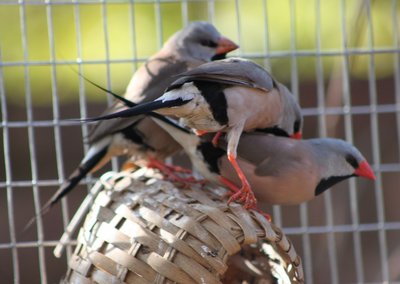 black discolouration on the beak