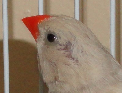 bambia091911.JPG