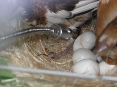 egg hatching 004.jpg