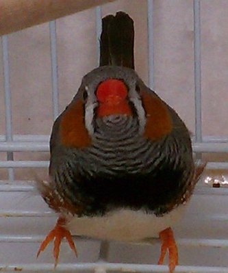 9-20 normal split to penguin orange eye brow boy.jpg