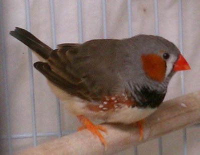 9-20 normal split to penguin orange eyebrow.jpg