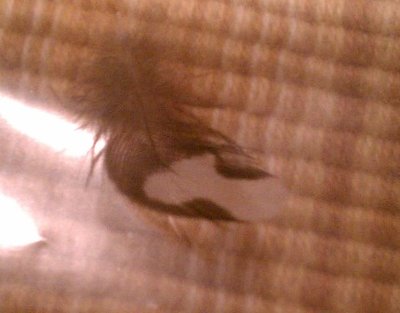 9-21 tail feather from split to BB male.jpg