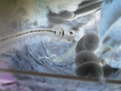 egg hatching 004neg.jpg