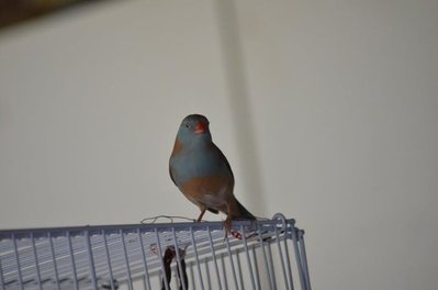 porch cordon blue; Species.jpg