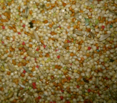 9-26 paakeet blend.jpg