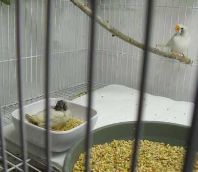 1-26-2011 Cont cfw fledgling.jpg