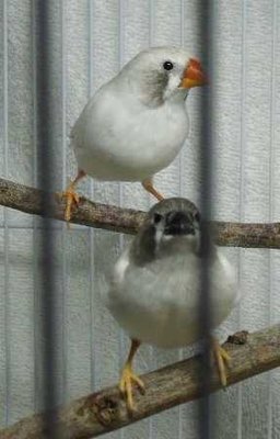 3-28 Continental CFW mother and chick.jpg