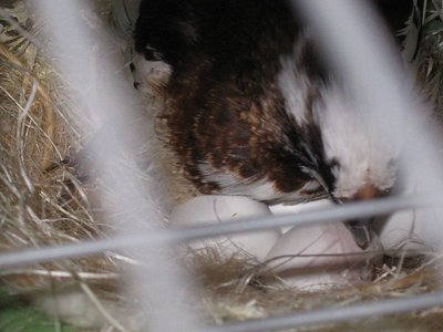 foster baby 025.jpg