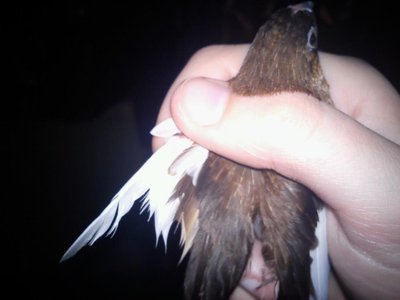 Betsy poorly wing1.jpg