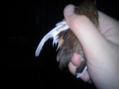 Betsy poorly wing 2.jpg