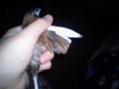 betsy good wing.jpg