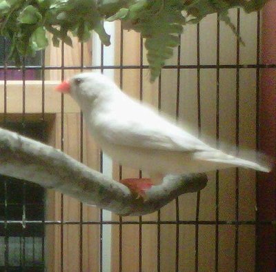 that's her, sorry the pictures are kind of blurry, she doesn't sit still!