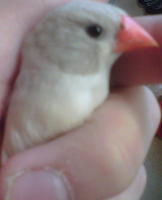 silver isabell 4.jpg