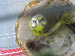 Female GS See ring of spots around neck