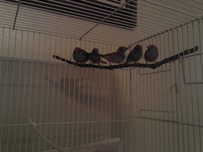 20111001 finches.jpg