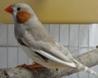1-1 Florida silver male-father avatar.JPG