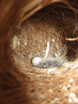 Baby Billie and sibling oct3 2011 002.JPG