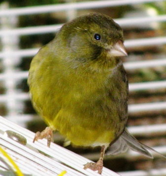 Kiwi I.jpg