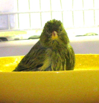 Kiwi Bath.jpg