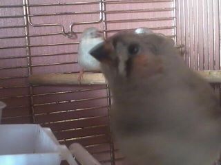 Male juvie look at me].jpg