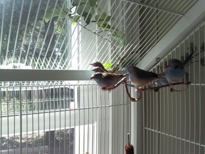 20111007 Birds5.jpg