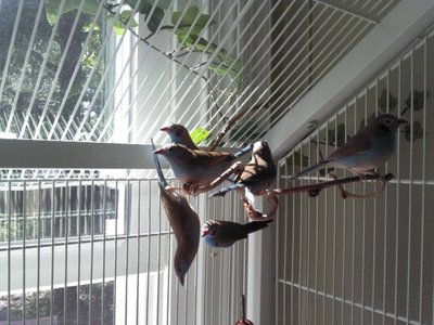 20111007 Birds6.jpg