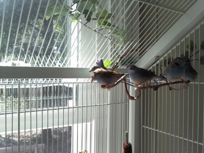 20111007 Birds4.jpg