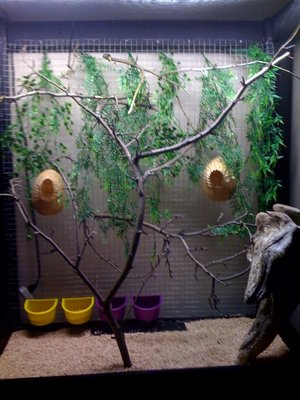 aviary2.jpg
