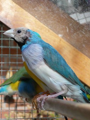 Purple-white breast and really white belly with almost blue sides...!