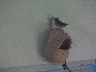 red cheek cordon blue fledgling 2011.jpg