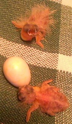 The chicks at the first or second handfeeding.
