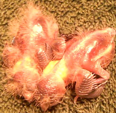The chicks after parents started feeding.