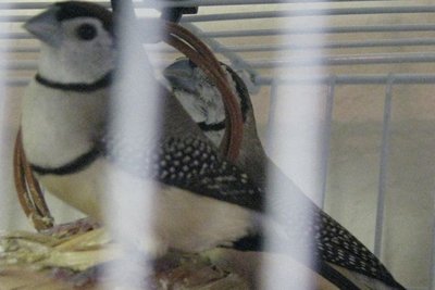 The owl juvies now.