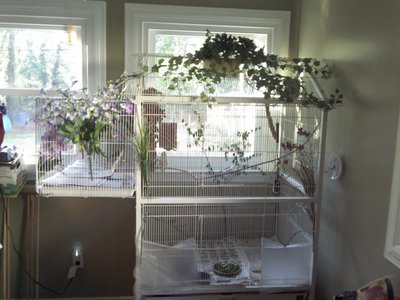 cage with attachment.jpg