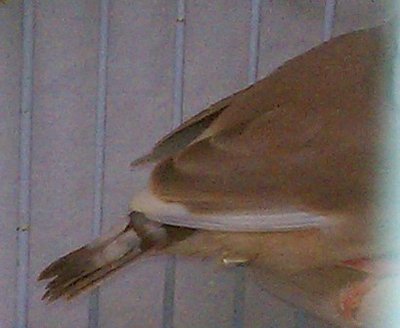 10-24 fawn fledgling split to pied- tail feathers.jpg
