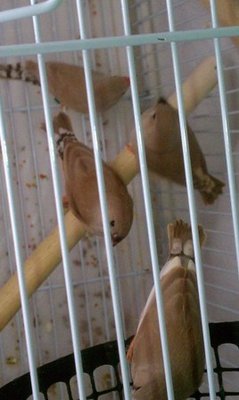 10-24 fawn fledglings tail patterns all different.jpg