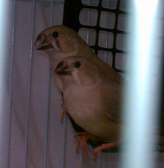 10-24 fawn fledglings hardly any tear on front baby.jpg