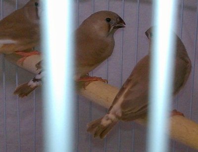 10-24 fawn fledglings..three different tail patterns, long tears, no tears.jpg