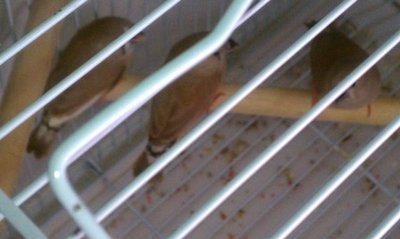 10-24 fawn fledlings.jpg