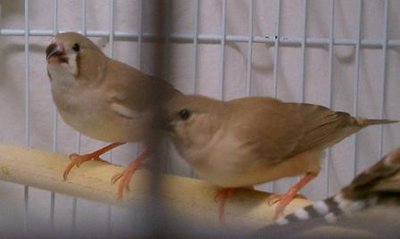 10-28 Flit's offspring.jpg