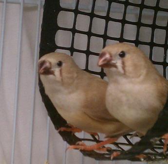 10-28 Flit's offspring 2.jpg